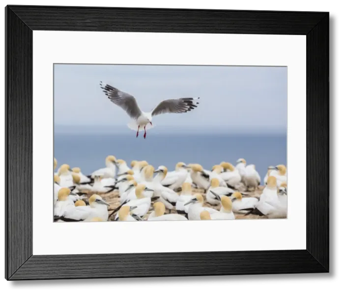 Framed Print : Red-billed gull (Chroicocephalus scopulinus) in gannet breeding colony at Cape Kidnappers, Napier, North Island, New Zealand, Pacific Framed Print : Red-billed gull (Chroicocephalus scopulinus) in gannet breeding colony at Cape Kidnappers, Napier, North Island, New Zealand, Pacific