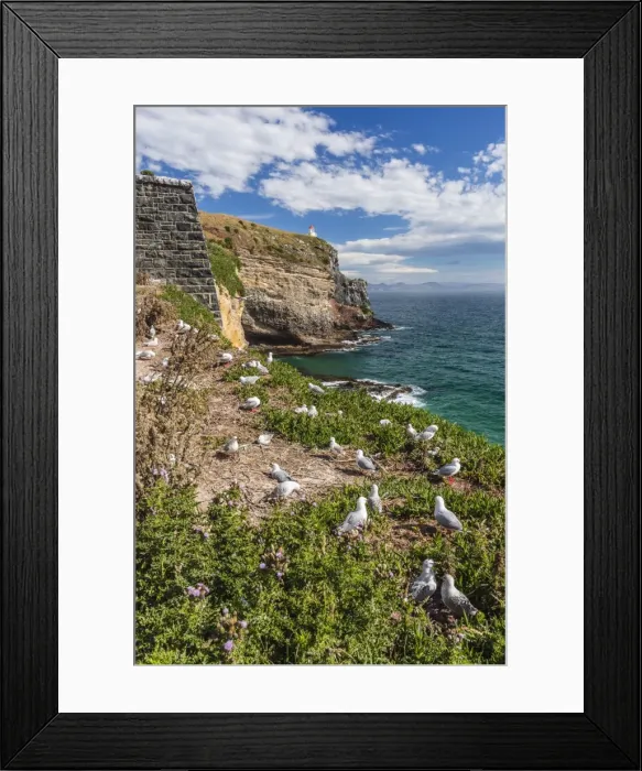 Framed Print : Red-billed gulls (Chroicocephalus scopulinus), breeding colony near Dunedin, Otago, South Island, New Zealand, Pacific Framed Print : Red-billed gulls (Chroicocephalus scopulinus), breeding colony near Dunedin, Otago, South Island, New Zealand, Pacific
