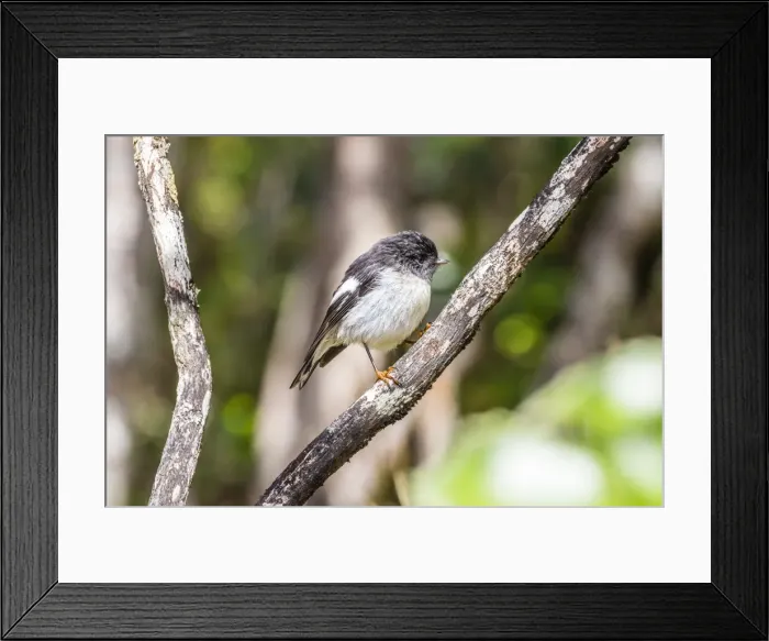 Framed Print : South Island tomtit (Petroica macrocephala macrocephala), on Ulva Island, off South Island, New Zealand, Pacific Framed Print : South Island tomtit (Petroica macrocephala macrocephala), on Ulva Island, off South Island, New Zealand, Pacific