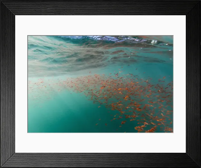 Framed Print : Dense swarms of juvenile squat lobster (Munida gregaria) off Akaroa, South Island, New Zealand, Pacific Framed Print : Dense swarms of juvenile squat lobster (Munida gregaria) off Akaroa, South Island, New Zealand, Pacific