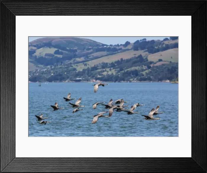 Framed Print : Adult spotted shags (Phalacrocorax punctatus) in flight in Dunedin, Otago, South Island, New Zealand, Pacific Framed Print : Adult spotted shags (Phalacrocorax punctatus) in flight in Dunedin, Otago, South Island, New Zealand, Pacific