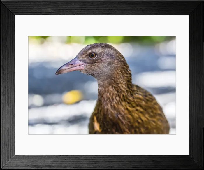 Framed Print : Adult Stewart Island weka (Gallirallus australis scotti), Ulva Island, off Stewart Island, South Island, New Zealand, Pacific