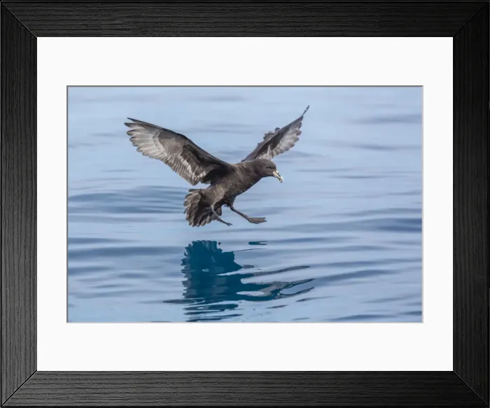 Framed Print : Adult white-chinned petrel (Procellaria aequinoctialis), off Kaikoura, South Island, New Zealand, Pacific Framed Print : Adult white-chinned petrel (Procellaria aequinoctialis), off Kaikoura, South Island, New Zealand, Pacific