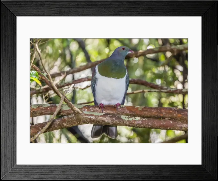 Framed Print : Adult New Zealand pigeon (Hemiphaga novaeseelandiae), Ulva Island, off Stewart Island, South Island, New Zealand, Pacific Framed Print : Adult New Zealand pigeon (Hemiphaga novaeseelandiae), Ulva Island, off Stewart Island, South Island, New Zealand, Pacific