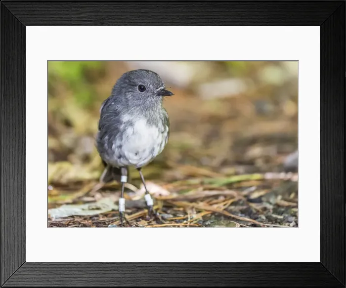 Framed Print : Stewart Island robin (Petroica australis rakiura), Ulva Island, off Stewart Island, South Island, New Zealand, Pacific Framed Print : Stewart Island robin (Petroica australis rakiura), Ulva Island, off Stewart Island, South Island, New Zealand, Pacific