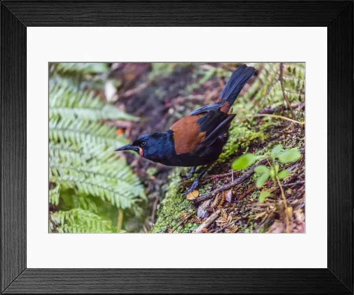 Framed Print : Adult South Island saddleback (Philisturnus carunculatus carunculatus), Ulva Island, off Stewart Island, South Island, New Zealand, Pacific Framed Print : Adult South Island saddleback (Philisturnus carunculatus carunculatus), Ulva Island, off Stewart Island, South Island, New Zealand, Pacific