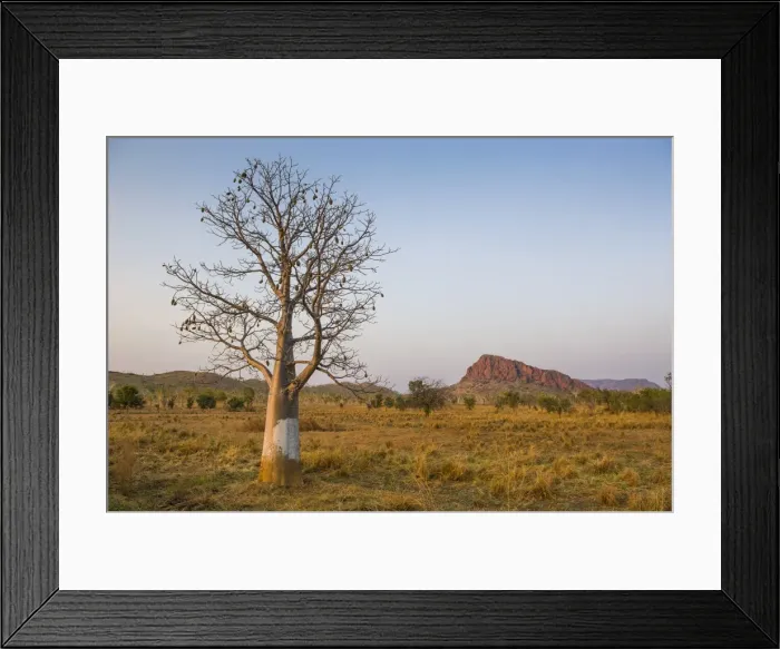 Framed Print : Lonely Baobab tree in the Kimberleys, Western Australia, Australia, Pacific Framed Print : Lonely Baobab tree in the Kimberleys, Western Australia, Australia, Pacific