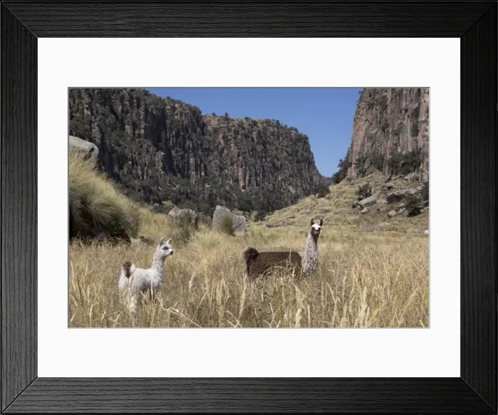 Framed Print : Alpaca and llama in the Andes, Peru, South America Framed Print : Alpaca and llama in the Andes, Peru, South America