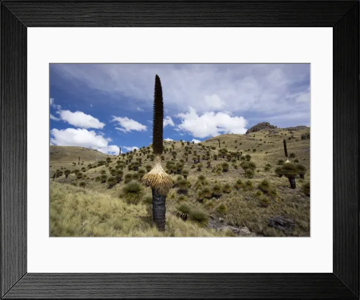 Framed Print : Puya raimondii tree (the Queen of the Andes tree), after seeding, Peru, South America Framed Print : Puya raimondii tree (the Queen of the Andes tree), after seeding, Peru, South America