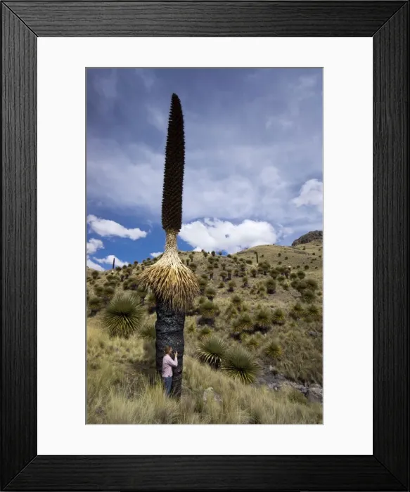 Framed Print : Puya raimondii tree (the Queen of the Andes tree), after seeding, Peru, South America Framed Print : Puya raimondii tree (the Queen of the Andes tree), after seeding, Peru, South America