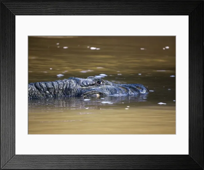 Framed Print : Large black cayman, Manu National Park, UNESCO World Heritage Site, Peru, South America Framed Print : Large black cayman, Manu National Park, UNESCO World Heritage Site, Peru, South America