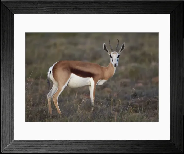 Framed Print : Female springbok (Antidorcas marsupialis), Mountain Zebra National Park, South Africa, Africa Framed Print : Female springbok (Antidorcas marsupialis), Mountain Zebra National Park, South Africa, Africa
