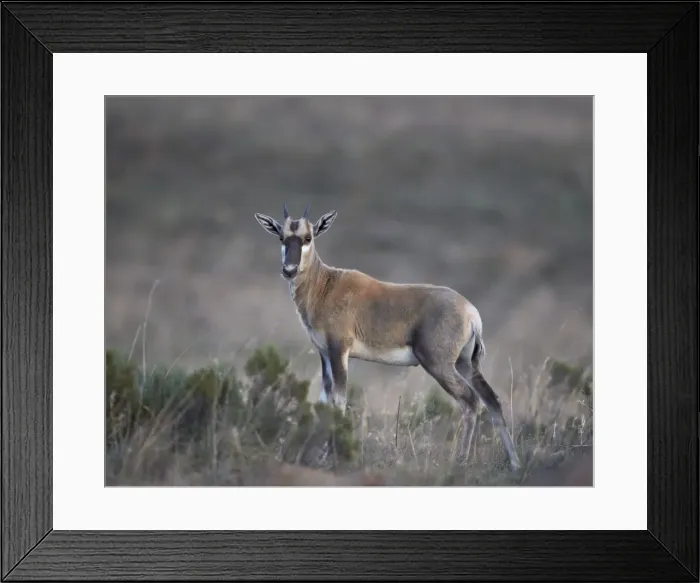 Framed Print : Juvenile blesbok (Damaliscus pygargus phillipsi), Mountain Zebra National Park, South Africa, Africa Framed Print : Juvenile blesbok (Damaliscus pygargus phillipsi), Mountain Zebra National Park, South Africa, Africa