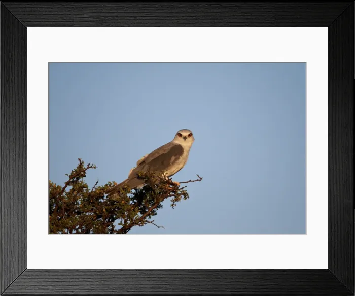 Framed Print : Black-shouldered kite (Elanus caeruleus), Mountain Zebra National Park, South Africa, Africa