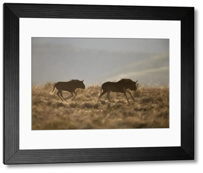 Framed Print : Two young black wildebeest (white-tailed gnu) (Connochaetes gnou) running, Mountain Zebra National Park, South Africa, Africa Framed Print : Two young black wildebeest (white-tailed gnu) (Connochaetes gnou) running, Mountain Zebra National Park, South Africa, Africa