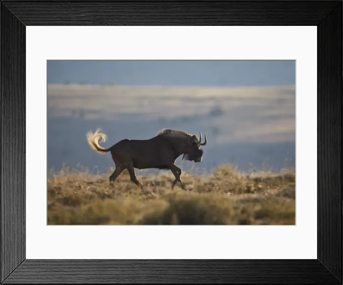 Framed Print : Black wildebeest (white-tailed gnu) (Connochaetes gnou) running, Mountain Zebra National Park, South Africa, Africa Framed Print : Black wildebeest (white-tailed gnu) (Connochaetes gnou) running, Mountain Zebra National Park, South Africa, Africa