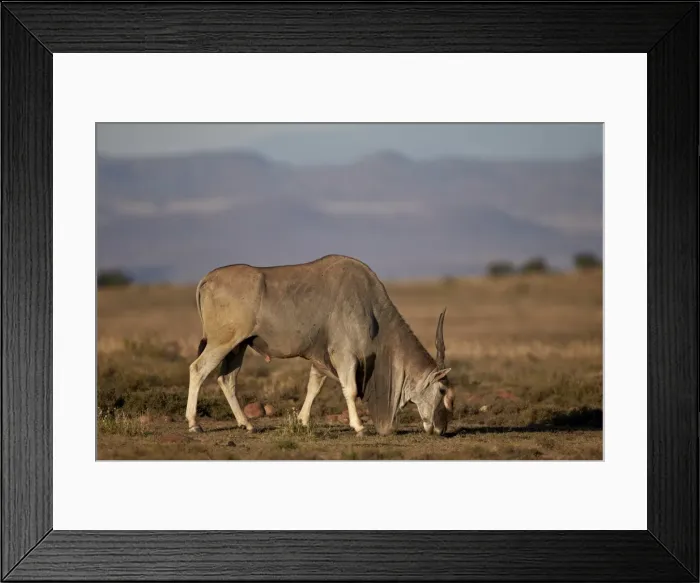 Framed Print : Common eland (Taurotragus oryx) buck feeding, Mountain Zebra National Park, South Africa, Africa Framed Print : Common eland (Taurotragus oryx) buck feeding, Mountain Zebra National Park, South Africa, Africa