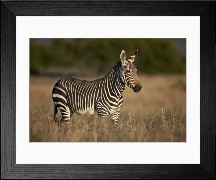 Framed Print : Cape mountain zebra (Equus zebra zebra), Mountain Zebra National Park, South Africa, Africa Framed Print : Cape mountain zebra (Equus zebra zebra), Mountain Zebra National Park, South Africa, Africa