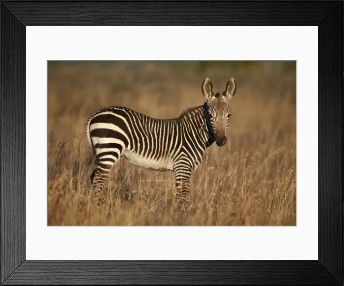 Framed Print : Young Cape mountain zebra (Equus zebra zebra), Mountain Zebra National Park, South Africa, Africa Framed Print : Young Cape mountain zebra (Equus zebra zebra), Mountain Zebra National Park, South Africa, Africa