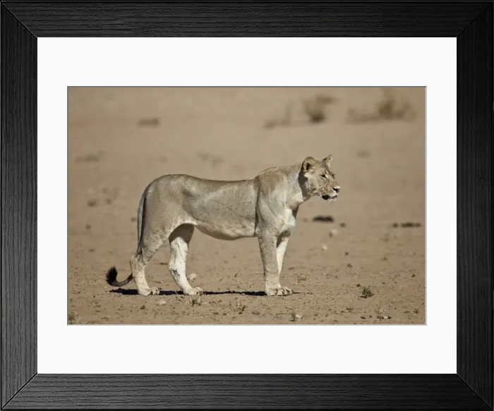 Framed Print : Lion (Panthera leo), Kgalagadi Transfrontier Park, encompassing the former Kalahari Gemsbok National Park, South Africa, Africa Framed Print : Lion (Panthera leo), Kgalagadi Transfrontier Park, encompassing the former Kalahari Gemsbok National Park, South Africa, Africa