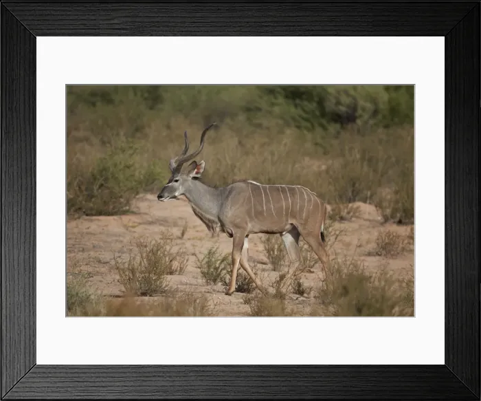 Framed Print : Greater kudu (Tragelaphus strepsiceros) buck, Kgalagadi Transfrontier Park, encompassing the former Kalahari Gemsbok National Park, South Africa, Africa Framed Print : Greater kudu (Tragelaphus strepsiceros) buck, Kgalagadi Transfrontier Park, encompassing the former Kalahari Gemsbok National Park, South Africa, Africa