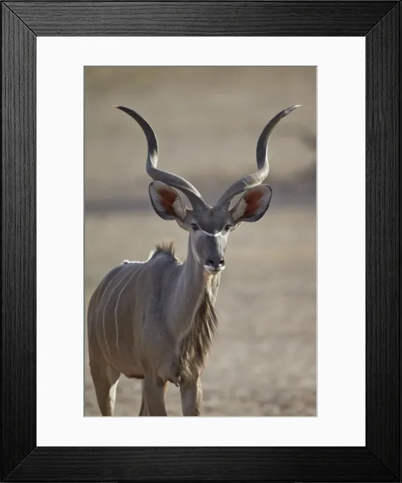 Framed Print : Greater kudu (Tragelaphus strepsiceros) buck, Kgalagadi Transfrontier Park, encompassing the former Kalahari Gemsbok National Park, South Africa, Africa Framed Print : Greater kudu (Tragelaphus strepsiceros) buck, Kgalagadi Transfrontier Park, encompassing the former Kalahari Gemsbok National Park, South Africa, Africa