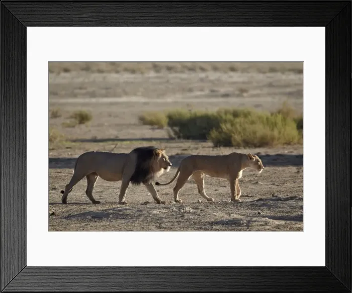 Framed Print : Lion (Panthera leo) pair, Kgalagadi Transfrontier Park, encompassing the former Kalahari Gemsbok National Park, South Africa, Africa Framed Print : Lion (Panthera leo) pair, Kgalagadi Transfrontier Park, encompassing the former Kalahari Gemsbok National Park, South Africa, Africa