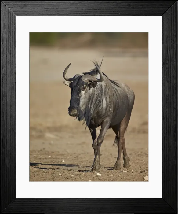 Framed Print : Blue wildebeest (brindled gnu) (Connochaetes taurinus), Kgalagadi Transfrontier Park, encompassing the former Kalahari Gemsbok National Park, South Africa, Africa Framed Print : Blue wildebeest (brindled gnu) (Connochaetes taurinus), Kgalagadi Transfrontier Park, encompassing the former Kalahari Gemsbok National Park, South Africa, Africa