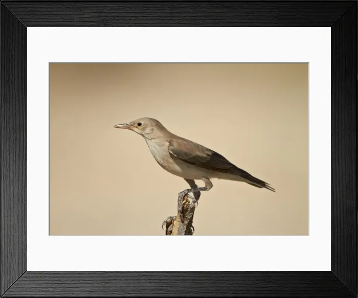 Framed Print : Wattled starling (Creatophora cinerea) in non-breeding plumage, Kgalagadi Transfrontier Park, encompassing the former Kalahari Gemsbok National Park, South Africa, Africa Framed Print : Wattled starling (Creatophora cinerea) in non-breeding plumage, Kgalagadi Transfrontier Park, encompassing the former Kalahari Gemsbok National Park, South Africa, Africa