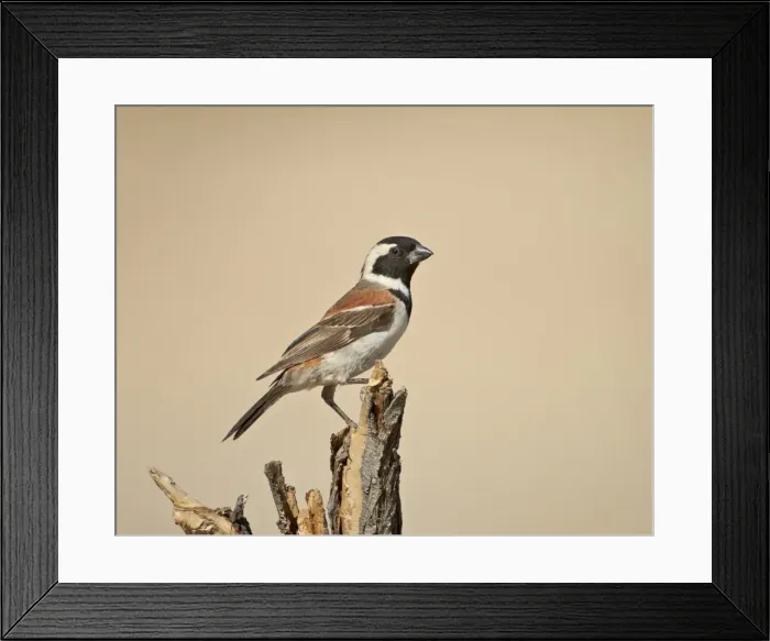 Framed Print : Cape sparrow (Passer melanurus), Kgalagadi Transfrontier Park, encompassing the former Kalahari Gemsbok National Park, South Africa, Africa Framed Print : Cape sparrow (Passer melanurus), Kgalagadi Transfrontier Park, encompassing the former Kalahari Gemsbok National Park, South Africa, Africa