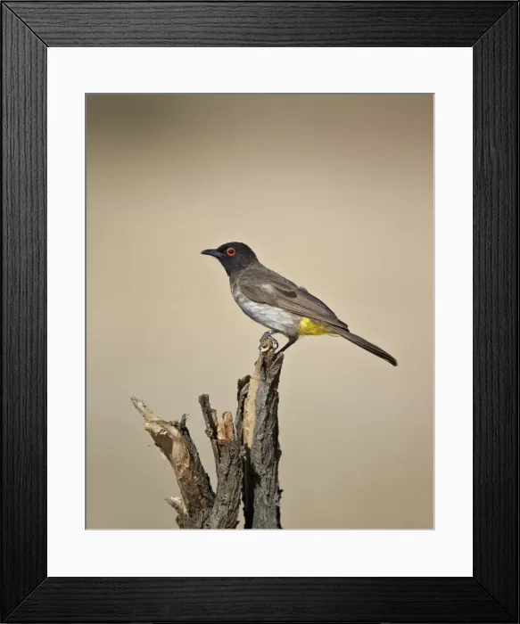Framed Print : African red-eyed bulbul (black-fronted bulbul) (Pycnonotus nigricans), Kgalagadi Transfrontier Park, encompassing the former Kalahari Gemsbok National Park, South Africa, Africa Framed Print : African red-eyed bulbul (black-fronted bulbul) (Pycnonotus nigricans), Kgalagadi Transfrontier Park, encompassing the former Kalahari Gemsbok National Park, South Africa, Africa