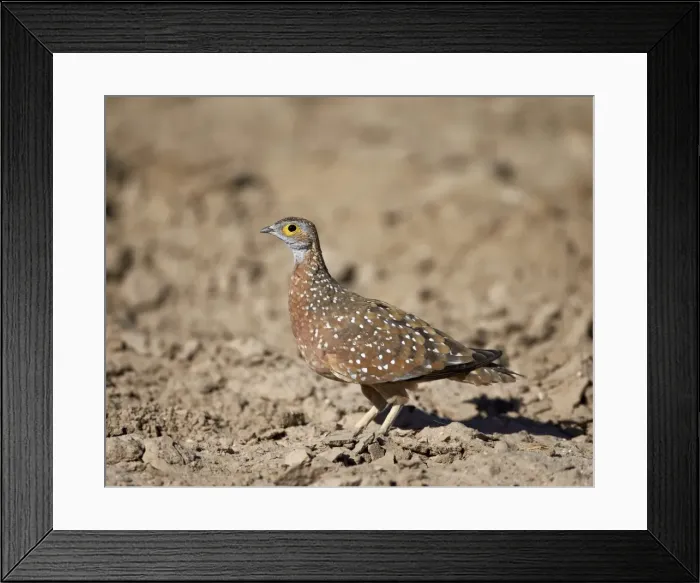 Framed Print : Male Burchells sandgrouse (Pterocles burchelli), Kgalagadi Transfrontier Park, encompassing the former Kalahari Gemsbok National Park, South Africa, Africa Framed Print : Male Burchells sandgrouse (Pterocles burchelli), Kgalagadi Transfrontier Park, encompassing the former Kalahari Gemsbok National Park, South Africa, Africa