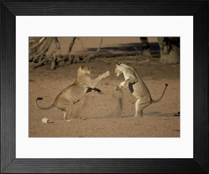 Framed Print : Two young lion (Panthera leo) playing, Kgalagadi Transfrontier Park, encompassing the former Kalahari Gemsbok National Park, South Africa, Africa Framed Print : Two young lion (Panthera leo) playing, Kgalagadi Transfrontier Park, encompassing the former Kalahari Gemsbok National Park, South Africa, Africa