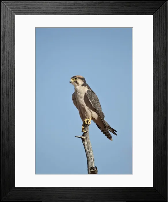 Framed Print : Lanner falcon (Falco biarmicus), Kgalagadi Transfrontier Park, encompassing the former Kalahari Gemsbok National Park, South Africa, Africa Framed Print : Lanner falcon (Falco biarmicus), Kgalagadi Transfrontier Park, encompassing the former Kalahari Gemsbok National Park, South Africa, Africa