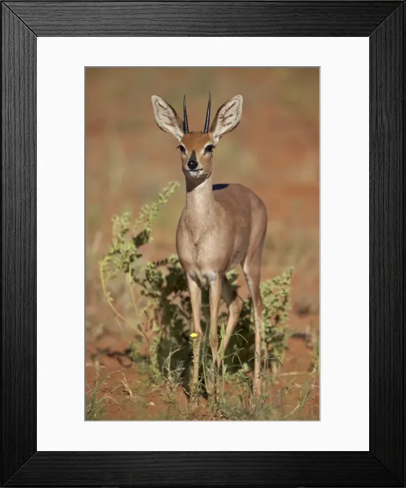 Framed Print : Steenbok (Raphicerus campestris) buck, Kgalagadi Transfrontier Park, encompassing the former Kalahari Gemsbok National Park, South Africa, Africa Framed Print : Steenbok (Raphicerus campestris) buck, Kgalagadi Transfrontier Park, encompassing the former Kalahari Gemsbok National Park, South Africa, Africa