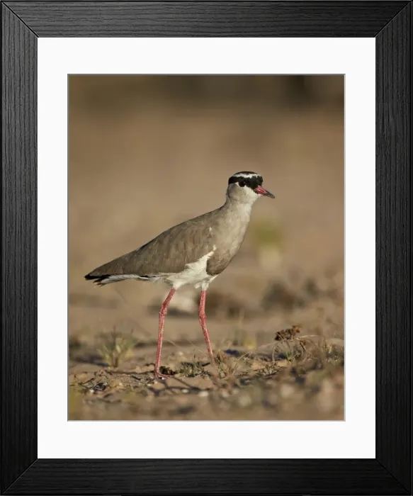 Framed Print : Crowned plover (crowned lapwing) (Vanellus coronatus), Kgalagadi Transfrontier Park, encompassing the former Kalahari Gemsbok National Park, South Africa, Africa Framed Print : Crowned plover (crowned lapwing) (Vanellus coronatus), Kgalagadi Transfrontier Park, encompassing the former Kalahari Gemsbok National Park, South Africa, Africa