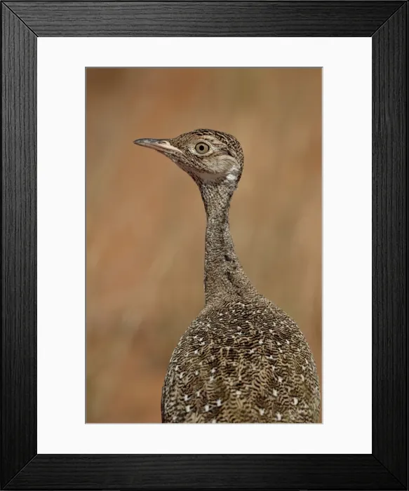 Framed Print : Female Northern black korhaan (Eupodotis afraoides), Kgalagadi Transfrontier Park, encompassing the former Kalahari Gemsbok National Park, South Africa, Africa Framed Print : Female Northern black korhaan (Eupodotis afraoides), Kgalagadi Transfrontier Park, encompassing the former Kalahari Gemsbok National Park, South Africa, Africa