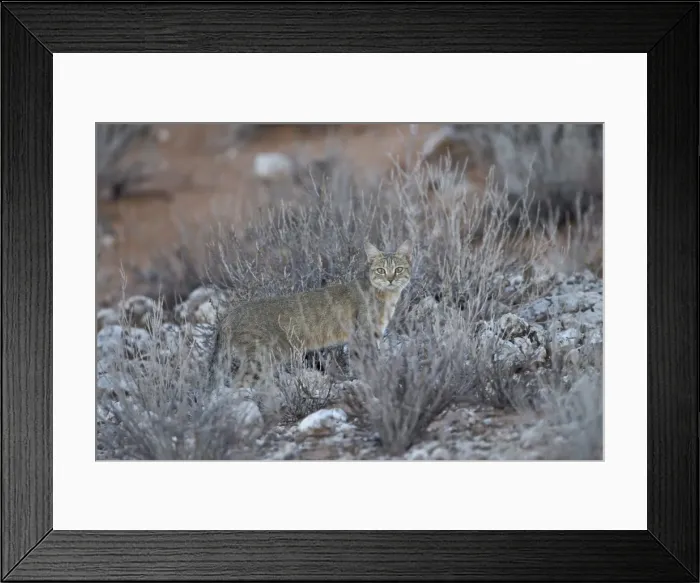 Framed Print : African wild cat (Felis silvestris lybica), Kgalagadi Transfrontier Park, encompassing the former Kalahari Gemsbok National Park, South Africa, Africa Framed Print : African wild cat (Felis silvestris lybica), Kgalagadi Transfrontier Park, encompassing the former Kalahari Gemsbok National Park, South Africa, Africa