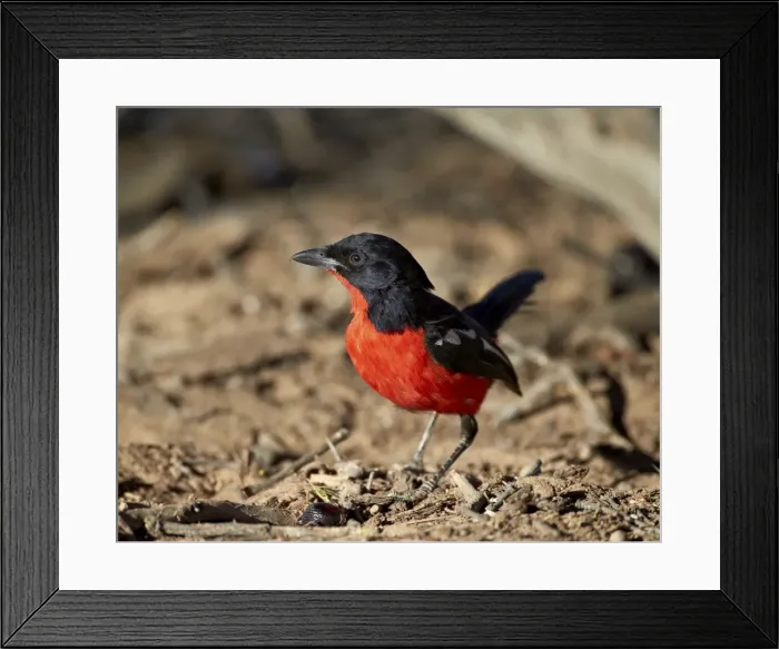 Framed Print : Crimson-breasted boubou (crimson-breasted shrike) (Laniarius atrococcieneus), Kgalagadi Transfrontier Park, encompassing the former Kalahari Gemsbok National Park, South Africa, Africa Framed Print : Crimson-breasted boubou (crimson-breasted shrike) (Laniarius atrococcieneus), Kgalagadi Transfrontier Park, encompassing the former Kalahari Gemsbok National Park, South Africa, Africa