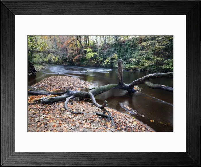 Framed Print : Fallen tree by the River Nidd at Knaresborough, North Yorkshire, Yorkshire, England, United Kingdom, Europe Framed Print : Fallen tree by the River Nidd at Knaresborough, North Yorkshire, Yorkshire, England, United Kingdom, Europe