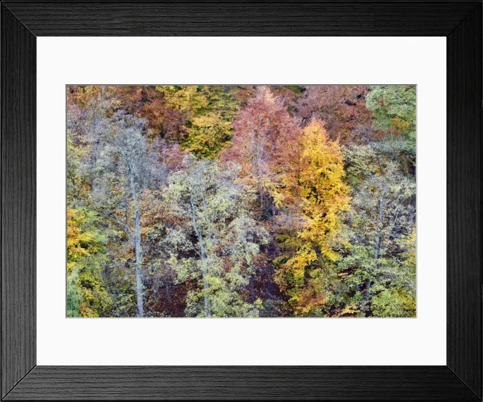 Framed Print : Autumn Trees on Long Walk at Mother Shiptons in Knaresborough North Yorkshire England Framed Print : Autumn Trees on Long Walk at Mother Shiptons in Knaresborough North Yorkshire England