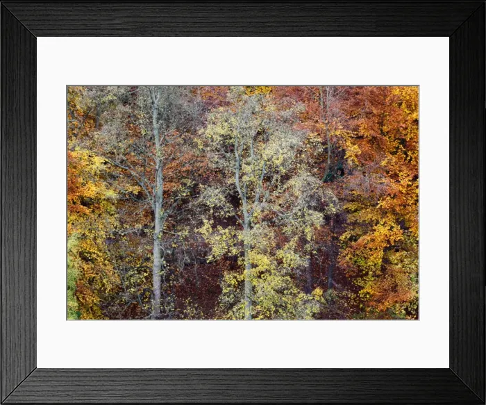Framed Print : Autumn Trees on Long Walk at Mother Shiptons in Knaresborough North Yorkshire England Framed Print : Autumn Trees on Long Walk at Mother Shiptons in Knaresborough North Yorkshire England