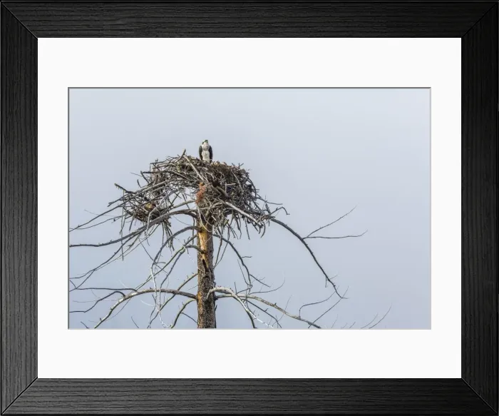 Framed Print : Osprey (Pandion haliaetus) on nest along the Madison River, Yellowstone National Park, Wyoming, United States of America, North America Framed Print : Osprey (Pandion haliaetus) on nest along the Madison River, Yellowstone National Park, Wyoming, United States of America, North America