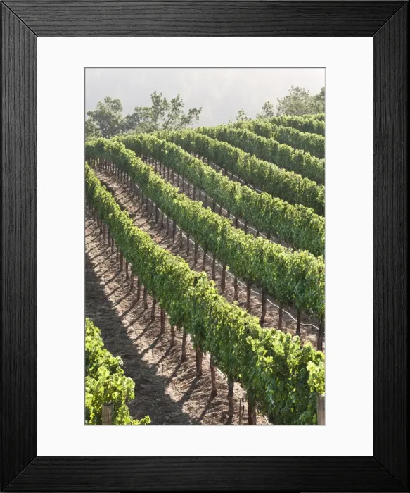 Framed Print : Rows of lush vineyards on a hillside, Napa Valley, California, United States of America, North America Framed Print : Rows of lush vineyards on a hillside, Napa Valley, California, United States of America, North America