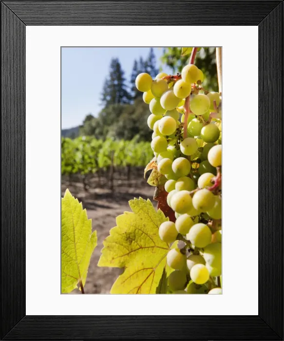 Framed Print : Close-up of grapes in a vineyard, Napa Valley, California, United States of America, North America Framed Print : Close-up of grapes in a vineyard, Napa Valley, California, United States of America, North America