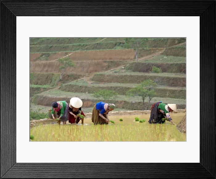 Framed Print : Flower Hmong women working in the rice field, Bac Ha area, Vietnam, Indochina, Southeast Asia, Asia Framed Print : Flower Hmong women working in the rice field, Bac Ha area, Vietnam, Indochina, Southeast Asia, Asia