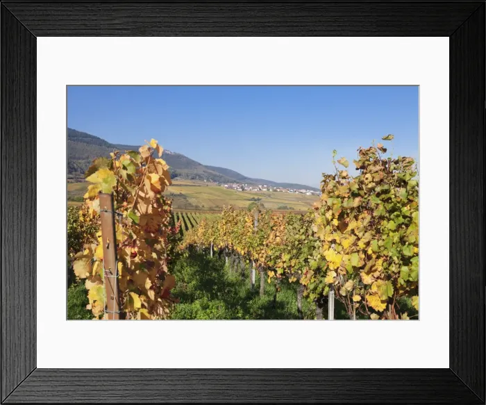 Framed Print : View over the vineyards to Weyher in autumn, German Wine Route, Pfalz, Rhineland-Palatinate, Germany, Europe