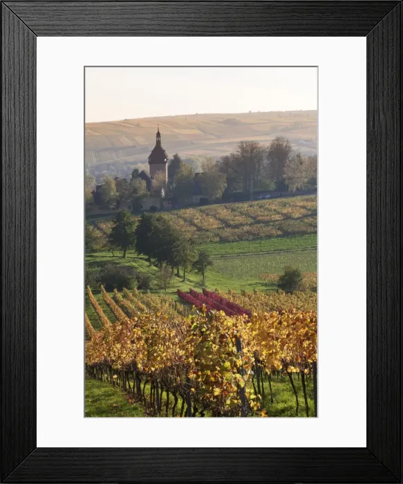 Framed Print : Vineyards in autumn, German Wine Route, Pfalz, Rhineland-Palatinate, Germany, Europe Framed Print : Vineyards in autumn, German Wine Route, Pfalz, Rhineland-Palatinate, Germany, Europe