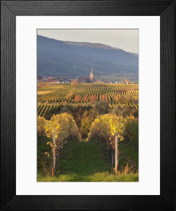Framed Print : View over vineyards to the wine village of Burrweiler in autumn, German Wine Route, Pfalz, Rhineland-Palatinate, Germany, Europe Framed Print : View over vineyards to the wine village of Burrweiler in autumn, German Wine Route, Pfalz, Rhineland-Palatinate, Germany, Europe