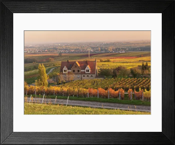 Framed Print : Winery in the vineyards in autumn at sunset, Burrweiler, German Wine Route, Pfalz, Rhineland-Palatinate, Germany, Europe Framed Print : Winery in the vineyards in autumn at sunset, Burrweiler, German Wine Route, Pfalz, Rhineland-Palatinate, Germany, Europe